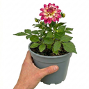 Dahlia Maggiore Fun Rose Bicolour Plants