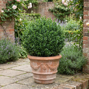 Euonymus Microphyllus Hardy Evergreen Hedge Plants
