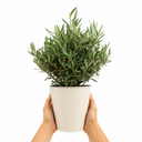 3 Litre Bushy Olive Tree, Nursery Pot, Outdoor, Pots