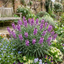 Set of 3 or 6 Erysimum Bowles Mauve Evergreen Hardy Perennial Wallflower Plants, Outdoor Garden Ready, 1 Litre / 11cm Root-Ball