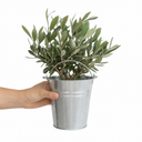 Mini Olive Bush, 1.5Ltr Pots, Small Olive Tree UK