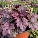 Heuchera Wild Rose Coral Bells Plant (2L Pot)