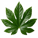 Fatsia Japonica Japanese Aralia Plants