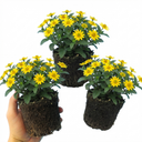 Sanvitalia Santiago Bright Yellow Plants (Set of 3 or 6)