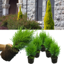 Cupressus Wilma Plants (Set of 3 or 6)
