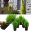 Set of 3 or 6 Large Plants - Cupressus Wilma, Ready to Plant in Your Garden, Peat-Free
