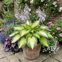 Paul's Glory Plantain Lily Plants (Set of 3 or 6)