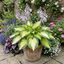 Set of 3 or 6 Large Hosta Plants - Paul's Glory Plantain Lily, Ready to Plant in Your Garden