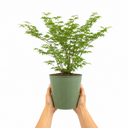 3 Litre Green Leaf Acer Tree, Nursery Pots, Outdoor Garden
