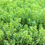 1 Large, Garden Ready Plant - Hebe Little Leaves Green (Shrubby Veronica), 2L