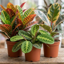 3 Colourful Foliage Indoor Plants, Croton Petra, Maranta Lemon Lime & Ficus Belize, 1 Litre Root Ball