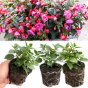 Set of 3 or 6 Large, Outdoor Garden Ready Plants - Fuchsia Bella Susanna (Rose & Violet)