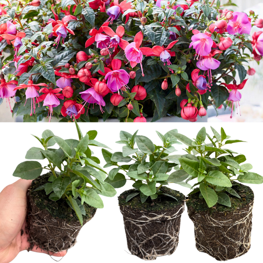 Fuchsia 'Bella Susanna' – Rose & Violet Bedding Fuchsia (Set of 3 or 6)