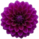 Dahlia Maggiore Purple Plant (3L Pot)