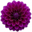 1 Large Plant - Dahlia Maggiore Purple, Ready to Plant in Your Garden, 3L Pot
