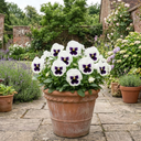 3 Pansy White with Blotch Plants