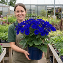Senetti Pericallis Pop Bang Blue Plants