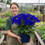 1 Senetti Pericallis Pop Bang Blue Plant, Outdoor Garden Ready Summer Flowering, 6.5 Litre Root Ball