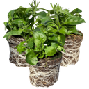 Sweet Springs Dark Blue Plants (Set of 3 or 6)