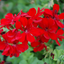 Set of 3 or 6 Large Plants - Geranium Tornado Red, Ready to Plant in Your Garden