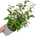 Elaeagnus Ebbingei Plant