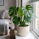 Monstera Deliciosa Cheese Plants