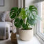 1 Monstera Deliciosa Cheese Plant, Swiss Cheese Plant, Tropical Indoor Houseplant, 5Ltr Root Ball