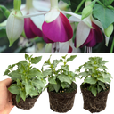 Set of 3 or 6 Large, Outdoor Garden Ready Plants - Fuchsia Bella Nora (White & Violet)
