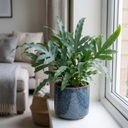 Phlebodium Aureum Blue Star Fern Plants