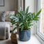 1 Phlebodium Aureum Blue Star Fern Houseplant, Pet Friendly Easy Care Indoor Plant, 17cm Root Ball