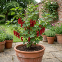 Redcurrant Jonkheer Van Tets Fruit Bush Plant (2L Pot)