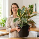 Ficus Tineke Variegated Rubber Plants