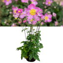 Fantasy Jasmine Plant (2L Pot)