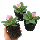 Primrose Strawberry Plants (Set of 3 or 6)
