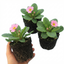Set of 3 or 6 Large Plants - Primrose Strawberry, Ready to Plant in Your Garden, Peat Free