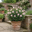 1 Cistus Thrive Rock Rose Plant, Hardy Evergreen Flowering Shrub, 3 Litre Root Ball