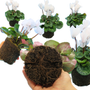 Cyclamen Flame White Plants (Set of 3 or 6)
