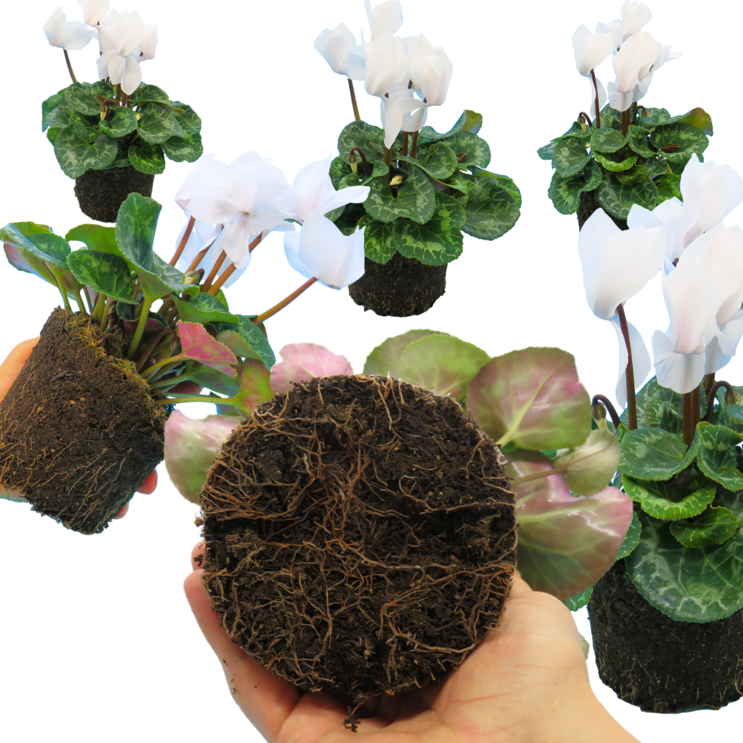 Cyclamen Flame White – Winter Bedding (Set of 3 or 6)
