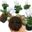 Set of 3 or 6 Large Plants - Cyclamen Flame White, Ready to Plant in Your Garden, 1L