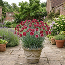 Carnation Capitan Diaz Dianthus Plants