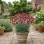 1 Carnation Capitan Diaz Dianthus Plant, Outdoor Hardy Summer Flowering Garden Perennial, 2Ltr Root-Ball