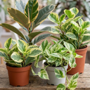 3 Variegated Collection Plants