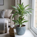 Dracaena White Jewel Dragon Tree Plants