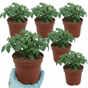 Tomato Tumbling Tom Variety Plants (Set of 3 or 6)