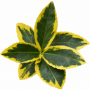 Euonymus Aureomarginatus Plant (2L Pot)