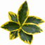1 Large Plant-Euonymus Aureomarginatus, Ready to Plant in Your Garden, 2L Pot