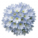 Veronica Repens Creeping Speedwell Plants (Set of 3 or 6)