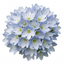Set of 3 or 6 Veronica Repens Creeping Speedwell Plants, Hardy Flowering Perennial Ground Cover, Outdoor Garden Ready, 1 Litre / 11cm Root-Ball