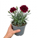 Carnation Capitan Diaz Dianthus Plants