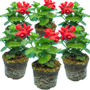 Geranium Calliope Landscape Fire Plants (Set of 3 or 6)